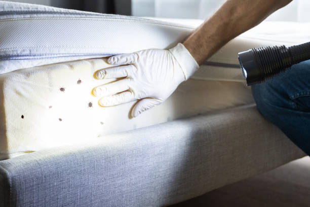 Best Flea Control Services  in Granby, CO