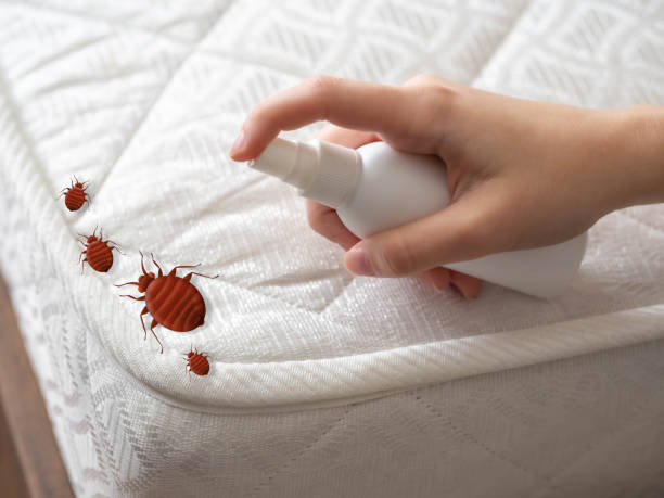 Best Termite Control Services  in Granby, CO