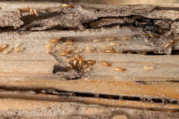 Best Residential Pest Control  in Granby, CO